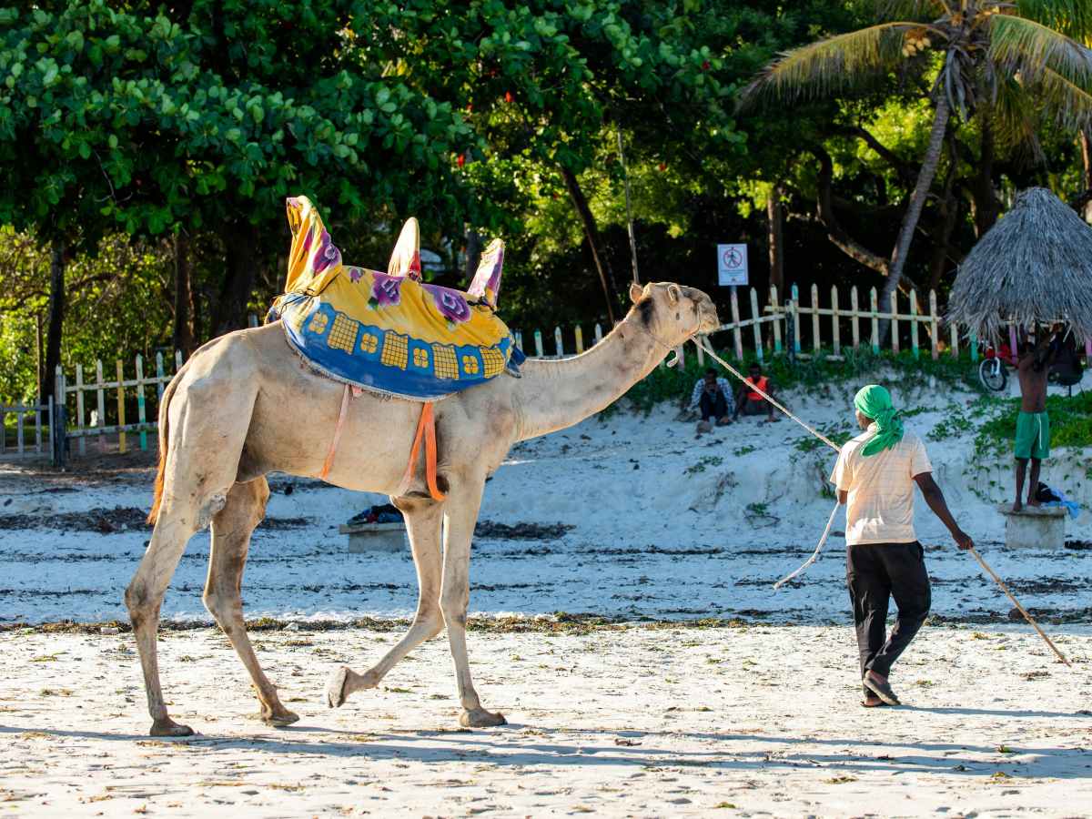 Lamu, at Its Own Pace: Life Along Kenya’s Slowest&nbsp;Shoreline