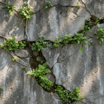 Green plants and ferns growing from deep cracks in a weathered gray stone wall.